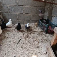 چند کبوتر|پرنده|جم, |دیوار