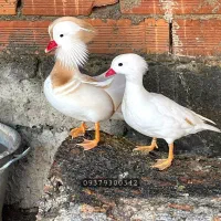 تولید و پرورش