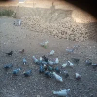 تعدادی کبوتر فروشی|پرنده|فرح دشت, |دیوار