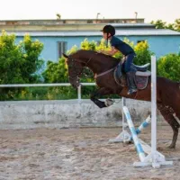 اسب نریان دوسر خارجی