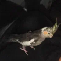 جوجه گم شده