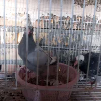 کبوتر جوجه آلمانی پلاکی|پرنده|گنبد کاووس, |دیوار