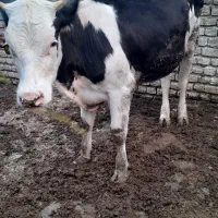 تلیسه سیمینتال داشتی