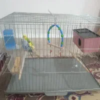 دوتا مرغ عشق سرحال