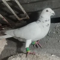 ده عدد سید پرشی