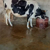 گاو|حیوانات مزرعه|دره شهر, |دیوار