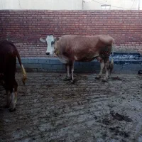 گاو و گوساله بور سمینتال