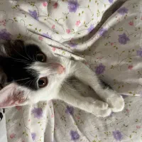 واگذاری میلو خانم|گربه|اردبیل, |دیوار