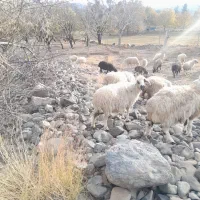 میش ابستن|حیوانات مزرعه|رابر, |دیوار