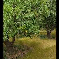 باغ بادرختان باربده بادام بافنس محدوده پل زمانخان|فروش دفتر صنعتی، کشاورزی، تجاری|شهرکرد, |دیوار