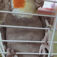 عروس هلندی سخنگو