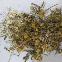 آویشن شیراز بسیار تمیز بدون ناخالصی|خوردنی و آشامیدنی|شیراز, باهنر|دیوار