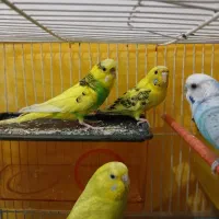 5 عدد مرغ عشق