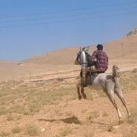 نریان ب شدت سواری دار و سردمگیر|اسب و تجهیزات اسب‌سواری|بیستون, |دیوار