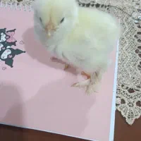 جوجه برهما و آمروک ومینیاتوری پاپرلپی|حیوانات مزرعه|اسالم, |دیوار