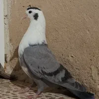 کبوتر مخمل سبز و سوسنی (طوقی پلاکی شهری سینه)