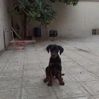 توله دوبرمن ماده