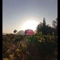 زمین