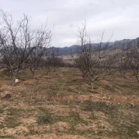 زمین کشاورزی و ویلایی در تلمادره|فروش زمین و ملک کلنگی|کیاسر, |دیوار