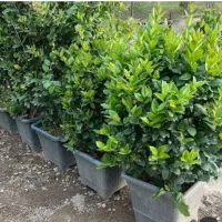 گل وگیاه بیرونی وتزئینی|گل و گیاه طبیعی|رودسر, |دیوار