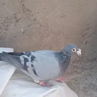 سبز|پرنده|تربت‌حیدریه, جانبازان|دیوار