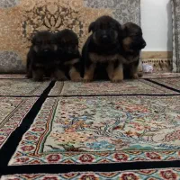 توله ژرمن|سگ|مشهد, چهنو|دیوار