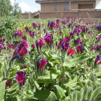 نشای گل گاوزبان