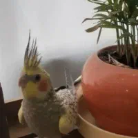 جوجه عروس هلندی ۴۰ روزه