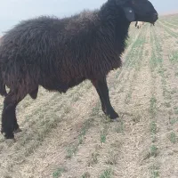 قوچ‌همو