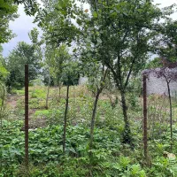 فروش زمین مسکونی|فروش زمین و ملک کلنگی|رشت, گلسار|دیوار