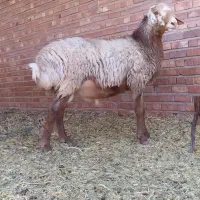 بره نر چینی اصیل قندوزی درشت و سالم|حیوانات مزرعه|کرمان, |دیوار