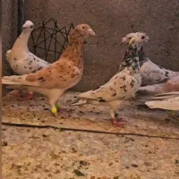 پرندها همه از تیپ جدا شدن همه نر|پرنده|تربت‌حیدریه, باغ ملی|دیوار