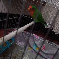 پرنده کوتوله