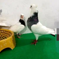 طوقی|پرنده|مسجد سلیمان, |دیوار