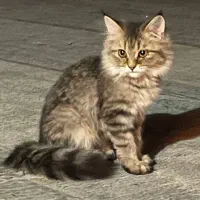 فروش گربه پرشین ماده