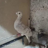 کبوتر