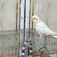 عروس هلندی|پرنده|ایرانشهر, |دیوار