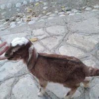 یک عدد کره نر|حیوانات مزرعه|کرمان, |دیوار