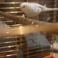 مرغ عشق|پرنده|دماوند, گیلاوند|دیوار