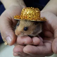 همستر دو ماهه دستی و بازیگوش