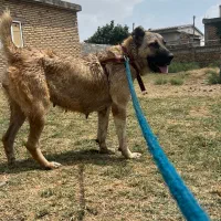 سگ آلابای|سگ|گنبد کاووس, |دیوار