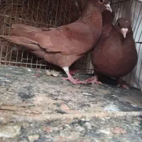 کفتر سرخ گوک