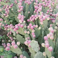 میوه ،برگ و نهال  اپونتیا کاکتوس