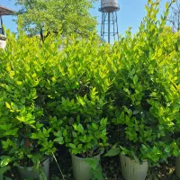 یاس هلندی و فتونیا فوتونیا