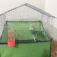 مرغ عشق نر ماده