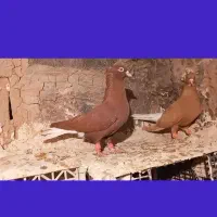 کبوتر