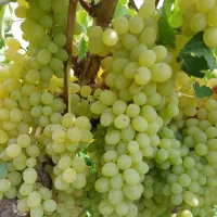 باغ-انگور-در-صالح-آباد