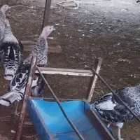 فروش بوقلمون نر و ماده|حیوانات مزرعه|بشاریات, |دیوار