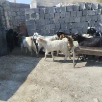 کهره فروشی|حیوانات مزرعه|دهدشت, |دیوار