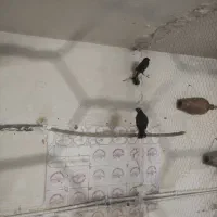 عروس هلندی مرغ عشق مرغ مینا|پرنده|شاهرود, |دیوار